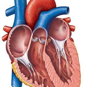 فیزیولوژی قلب